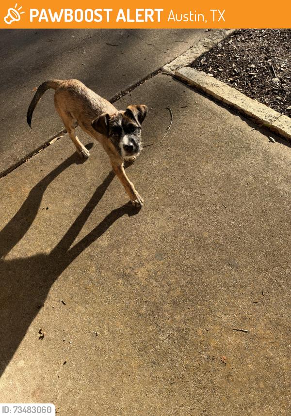 Found/Stray Female Dog last seen Lunar dr, Austin, TX 78745