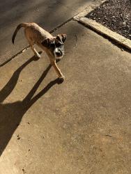 Found/Stray Female Dog last seen Lunar dr, Austin, TX 78745