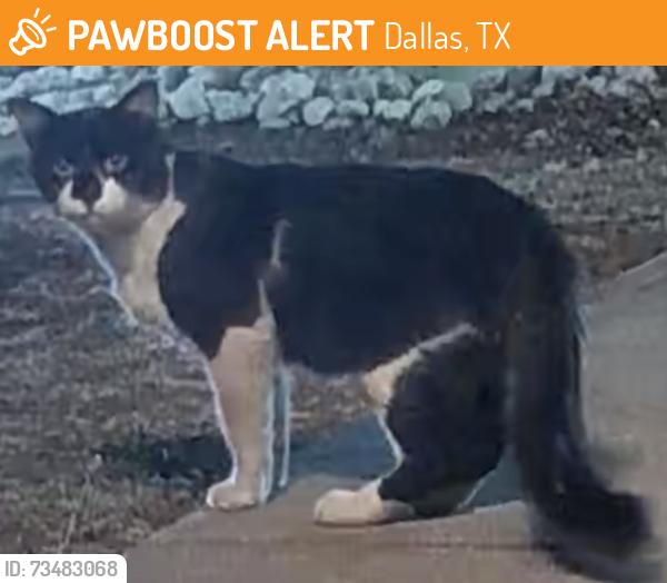 Found/Stray Unknown Cat last seen Old East Dallas, Dallas, TX 75204