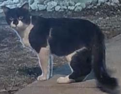 Found/Stray Unknown Cat last seen Old East Dallas, Dallas, TX 75204
