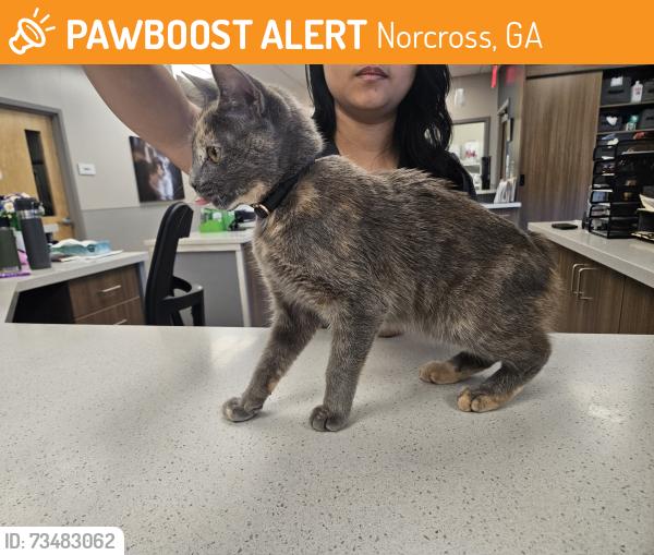 Found/Stray Female Cat last seen Found in the International Blvd business park, Norcross, GA 30093