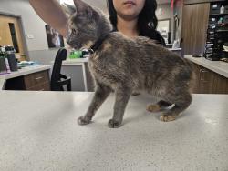 Found/Stray Female Cat last seen Found in the International Blvd business park, Norcross, GA 30093