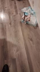 Lost Female Dog last seen Near 90th Ave, Oakland, CA 94603