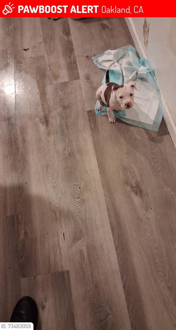 Lost Female Dog last seen Near 90th Ave, Oakland, CA 94603