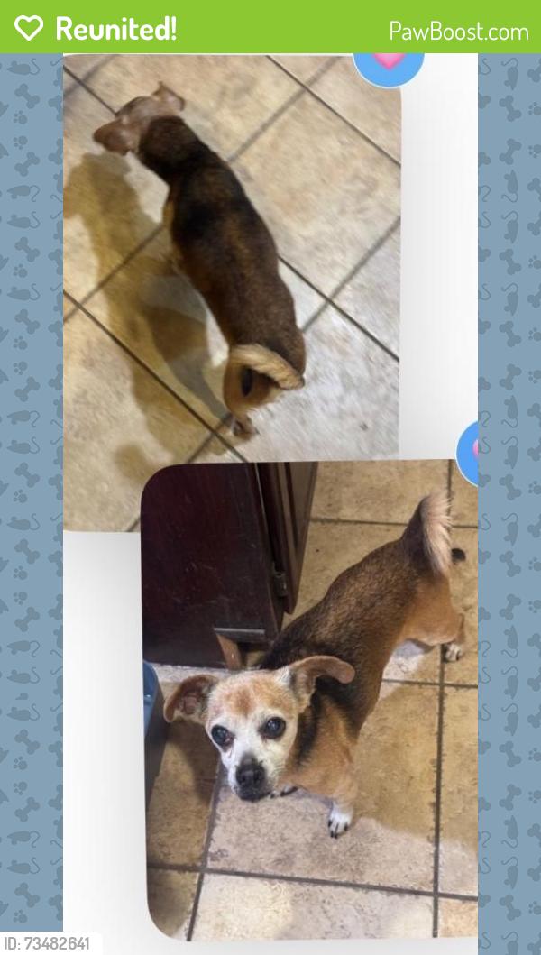 Reunited Male Dog last seen Avery Pkwy and Cypress Mill, New Braunfels, TX 78130