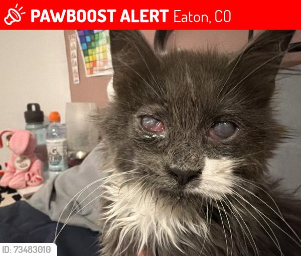 Lost Male Cat last seen Plains Ct & Mountain View Rd Eaton Co, Eaton, CO 80615
