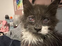 Lost Male Cat last seen Plains Ct & Mountain View Rd Eaton Co, Eaton, CO 80615