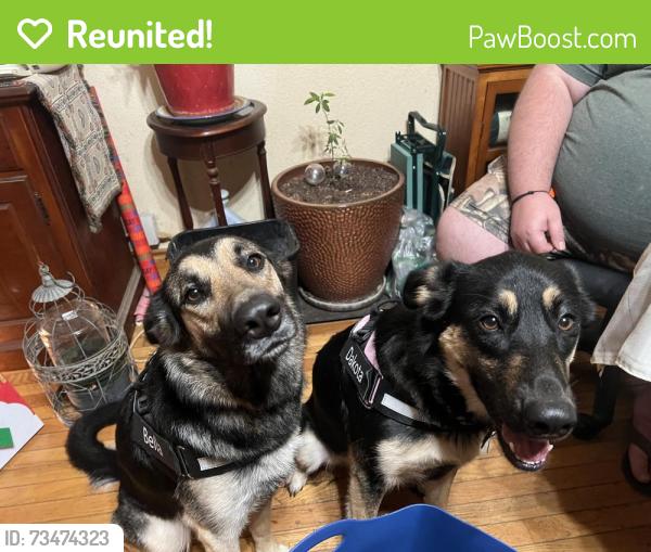 Reunited Female Dog last seen County Glen, Leander, TX 78641
