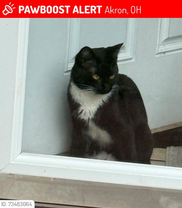 Lost Female Cat last seen Near Bailey court sterling, Akron, OH 44304