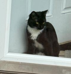 Lost Female Cat last seen Near Bailey court sterling, Akron, OH 44304