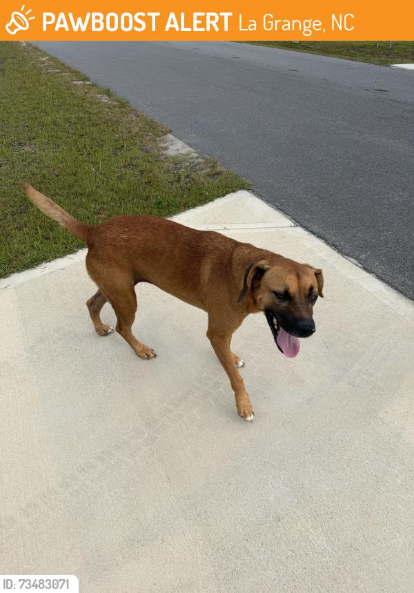 Found/Stray Unknown Dog last seen Wood St & Gray St, La Grange, NC 28551