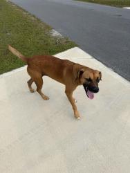 Found/Stray Unknown Dog last seen Wood St & Gray St, La Grange, NC 28551