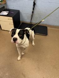 Shelter Stray Male Dog last seen Near Amelia Ave Decatur, 30032, 30032, GA, 3280 Chamblee Dunwoody Rd, Chamblee, GA 30341, USA