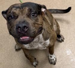 Shelter Stray Female Dog last seen Near Amelia Ave Decatur, 30032, 30032, GA, 3280 Chamblee Dunwoody Rd, Chamblee, GA 30341, USA