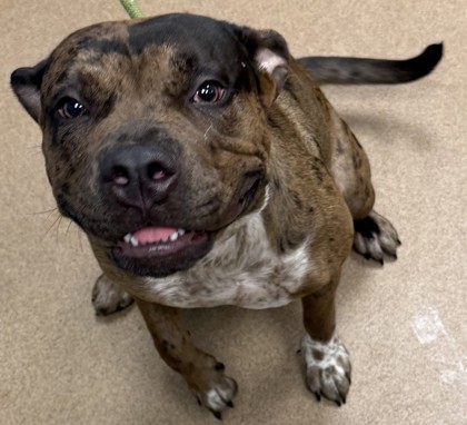 Shelter Stray Female Dog last seen Near Amelia Ave Decatur, 30032, 30032, GA, 3280 Chamblee Dunwoody Rd, Chamblee, GA 30341, USA