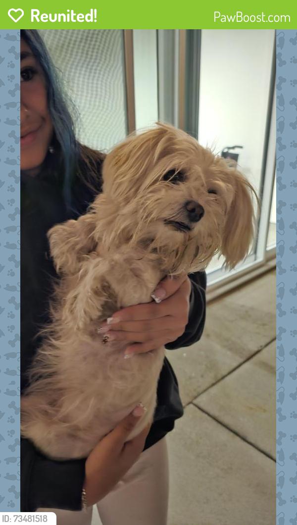 Reunited Female Dog last seen Lakewood Blvd and South St, Lakewood, CA 90712