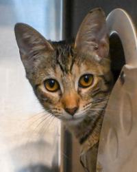 Shelter Stray Female Cat last seen Near Elaine Dr Decatur, GA 30035, 30035, GA, 3280 Chamblee Dunwoody Rd, Chamblee, GA 30341, USA