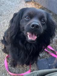 Shelter Stray Male Dog last seen Annandale, VA, 22003, McWhorter Pl & Medford Dr, Fairfax County, VA, 4500 West Ox Rd, Fairfax, VA 22030, USA