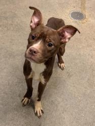 Shelter Stray Male Dog last seen Near MLK, 4th District, OH, 9203 Detroit Ave, Cleveland, OH 44102, USA