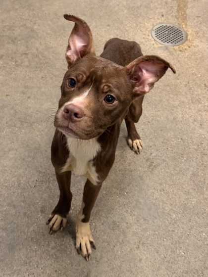 Shelter Stray Male Dog last seen Near MLK, 4th District, OH, 9203 Detroit Ave, Cleveland, OH 44102, USA