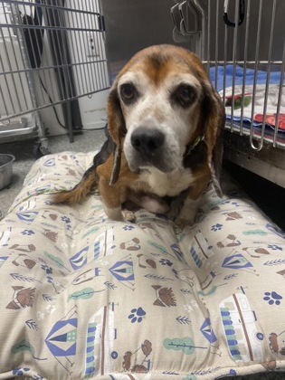 Shelter Stray Male Dog last seen Hwy 55 E Reelsboro, Pamlico County, NC, 1639 Old Airport Rd, New Bern, NC 28562, USA