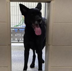 Shelter Stray Female Dog last seen Near Market St, County/Unicorporated, NC, 1491 Business Park Ct, Gastonia, NC 28052, USA