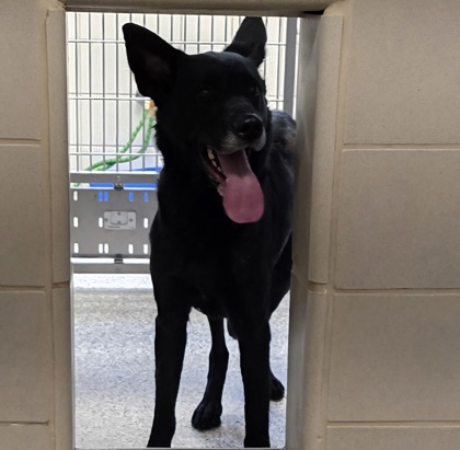 Shelter Stray Female Dog last seen Near Market St, County/Unicorporated, NC, 1491 Business Park Ct, Gastonia, NC 28052, USA
