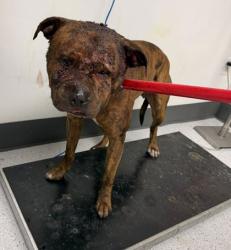 Shelter Stray Male Dog last seen Dollar tree parking lot off of E 12th st, Oakland,, 1101 29th Ave, Oakland, CA 94601, USA