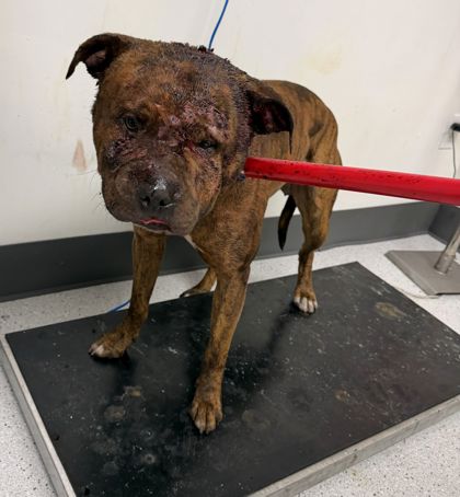 Shelter Stray Male Dog last seen Dollar tree parking lot off of E 12th st, Oakland,, 1101 29th Ave, Oakland, CA 94601, USA