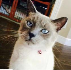 Lost Male Cat last seen The Shores in Jupiter, Longshore and Center Street, Jupiter, FL 33458