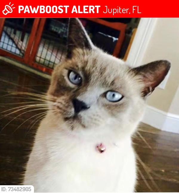 Lost Male Cat last seen The Shores in Jupiter, Longshore and Center Street, Jupiter, FL 33458