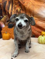 Shelter Stray Male Dog last seen Near Evenridge Lane, Unknown, TX, 11300 Nacogdoches Rd, San Antonio, TX 78217, USA