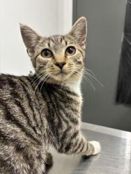 Shelter Stray Female Cat last seen Near Perry Blvd NW, Atlanta, GA, 1251 Fulton Industrial Blvd NW, Atlanta, GA 30336, USA