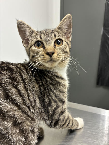 Shelter Stray Female Cat last seen Near Perry Blvd NW, Atlanta, GA, 1251 Fulton Industrial Blvd NW, Atlanta, GA 30336, USA