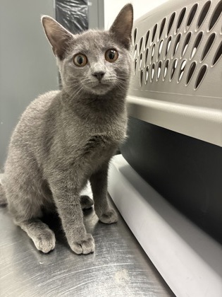 Shelter Stray Female Cat last seen Near Perry Blvd NW, Atlanta, GA, 1251 Fulton Industrial Blvd NW, Atlanta, GA 30336, USA