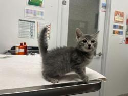 Shelter Stray Female Cat last seen E 74th St & Highland Ave, 64131, MO, 7077 Elmwood Ave, Kansas City, MO 64132, USA