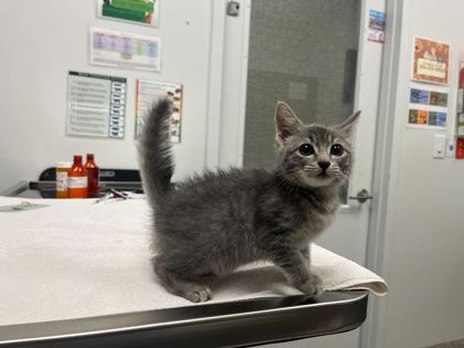 Shelter Stray Female Cat last seen E 74th St & Highland Ave, 64131, MO, 7077 Elmwood Ave, Kansas City, MO 64132, USA
