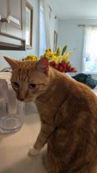 Reunited Male Cat last seen Elmhurst Circle, Mayflower Street, Elmhurst Street, West Hartford, CT 06110