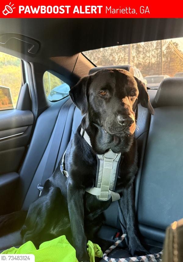 Lost Male Dog last seen Austell Rd, Patmell Rd, Favor Rd, Marietta, GA 30060