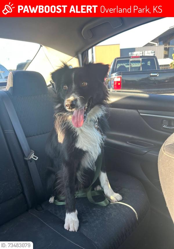 Lost Male Dog last seen 61st and Marty street, Overland Park, KS 66202
