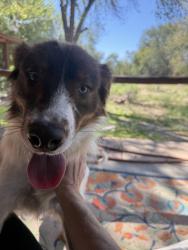 Reunited Male Dog last seen 2nd Street and Lagunitas Ln, South Valley, NM 87105