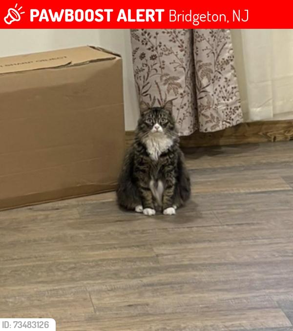 Lost Male Cat last seen Cedarville road/mainstreet, Bridgeton, NJ 08302