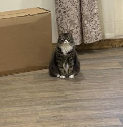 Lost Male Cat last seen Cedarville road/mainstreet, Bridgeton, NJ 08302