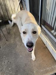 Found/Stray Female Dog last seen Welcome Elementary School, Greenville, SC 29605