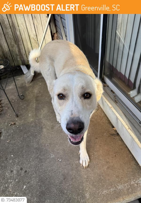 Found/Stray Female Dog last seen Welcome Elementary School, Greenville, SC 29605