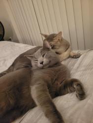 Lost Male Cat last seen Akron and 42, Rosemount, MN 55068