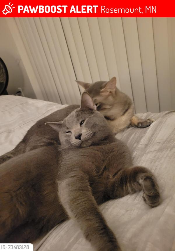 Lost Male Cat last seen Akron and 42, Rosemount, MN 55068