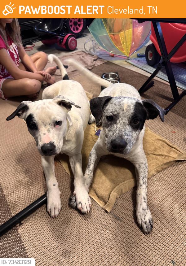 Found/Stray Male Dog last seen Horsecreek farms neighborhood, Cleveland, TN 37312
