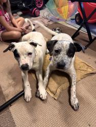 Found/Stray Male Dog last seen Horsecreek farms neighborhood, Cleveland, TN 37312