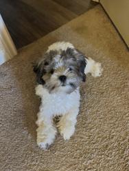 Lost Male Dog last seen Dell Dale Street, Houston, TX 77049
